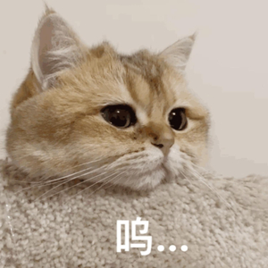 故意不戴胸罩露出奶头的教师微博
